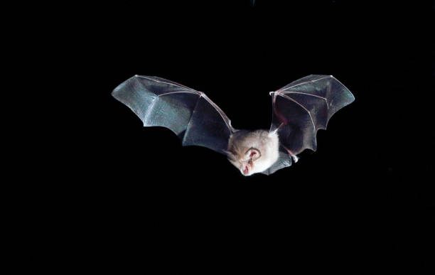 bat-night-pipistrelli-valbonella