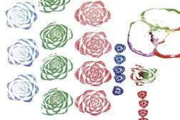 le-rose-nascoste-nell-insalata-valbonella