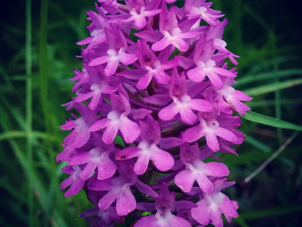 orchidee-spontanee-parco-nazionale-valbonella